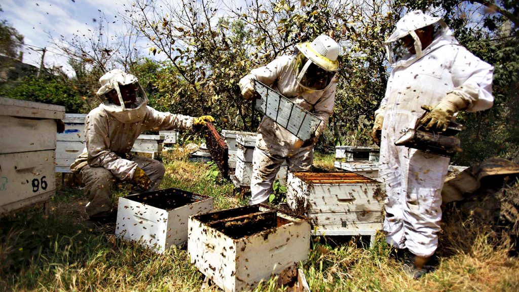AB’s Honey support Australian beekeepers through fire and flood