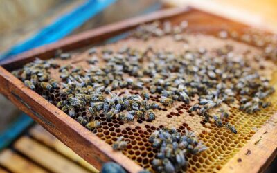 Environmental impacts on honey production