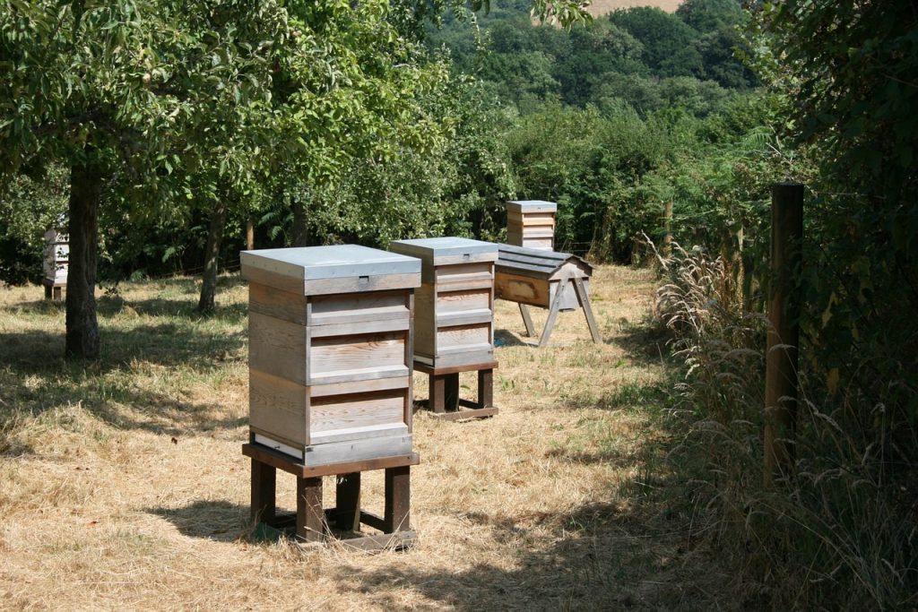 beehives in orchard for pollination