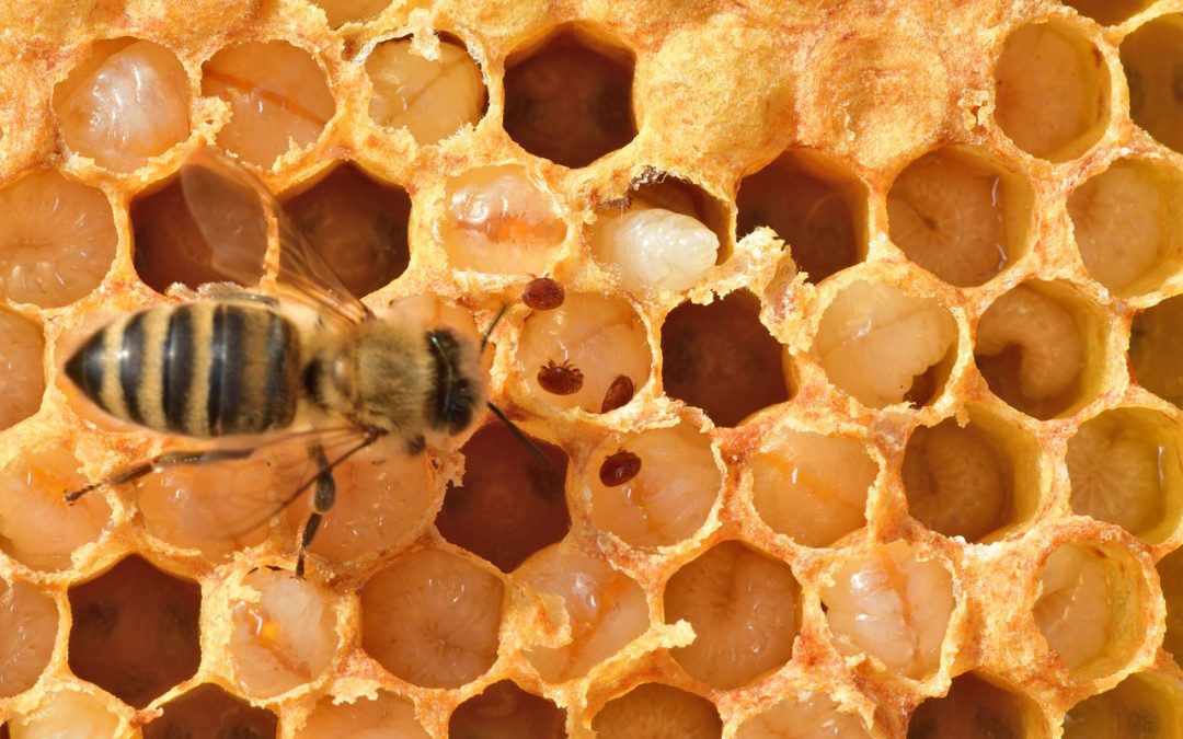 impact of varroa mite on honeybee larvae