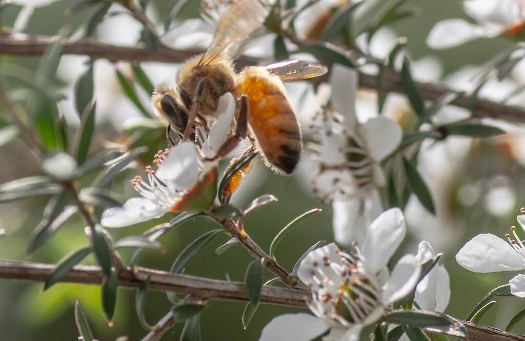 Bee collecting pollen from leptospermum or Manuka honey flower