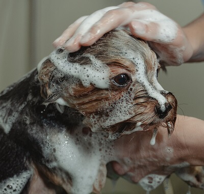 Dog bath - honey for pet shampoo manufacturers