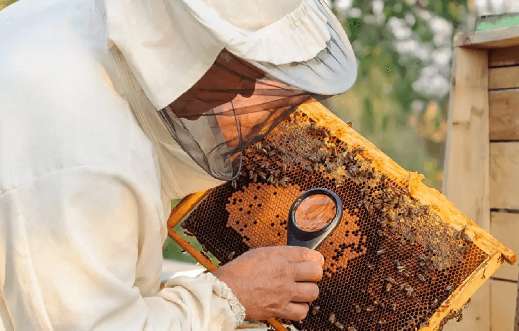 Honey procurement processes
