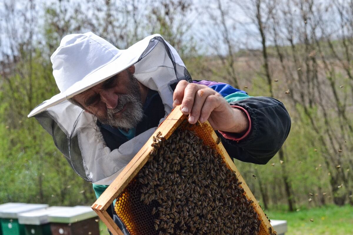 Beekeeper inspecting hives and honey harvesting for wholesale